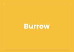 Burrow Featured Image